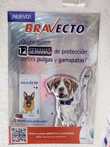 Dog shops in Cancun