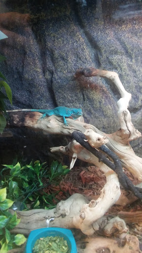 Pet Store «Jurassic Pets Lakewood», reviews and photos, 1695 Wadsworth Blvd, Lakewood, CO 80214, USA