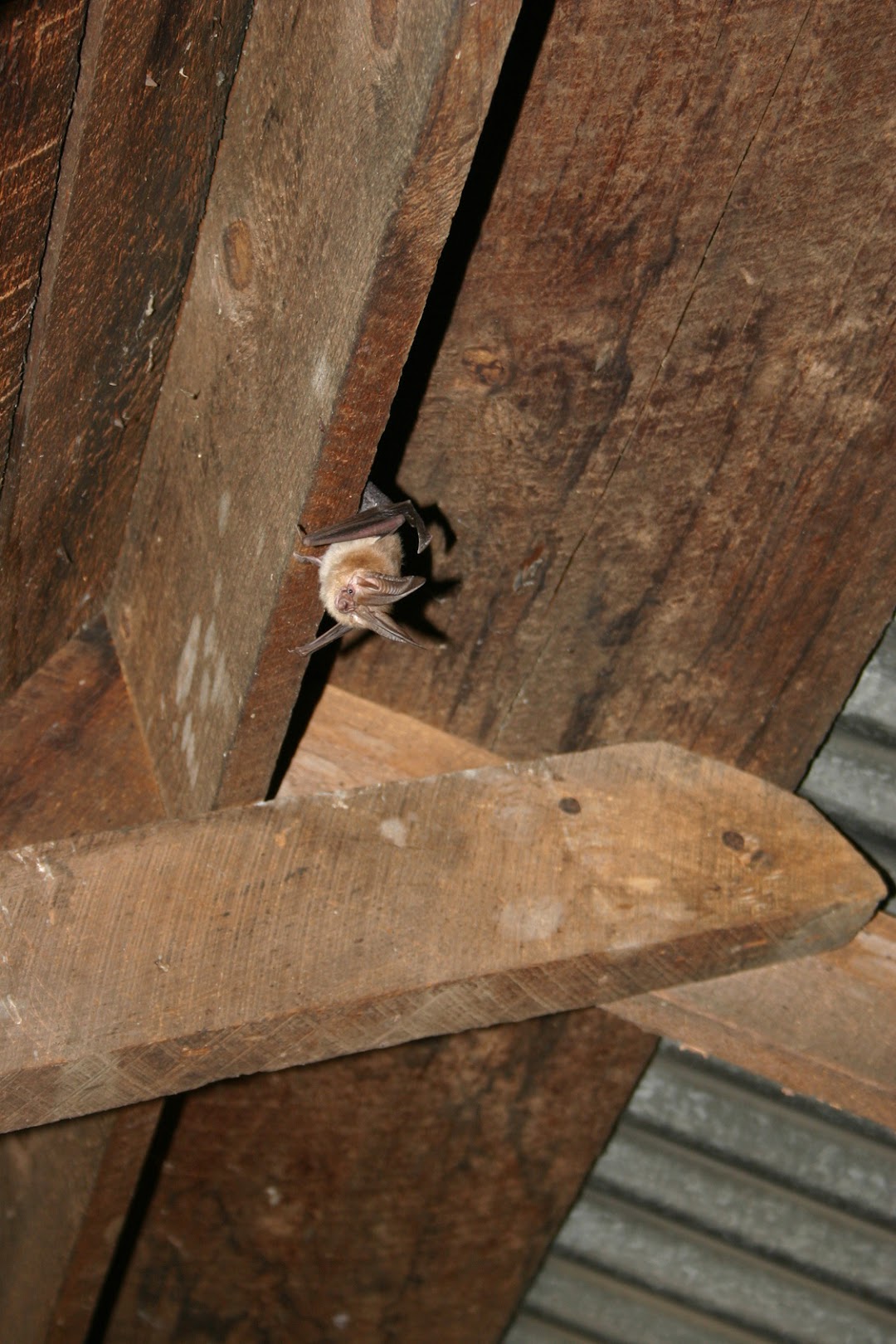 Annapolis Bat Removal