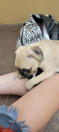 Pet Store «PV Pets», reviews and photos, 233 S Broadway, Pennsville, NJ 08070, USA