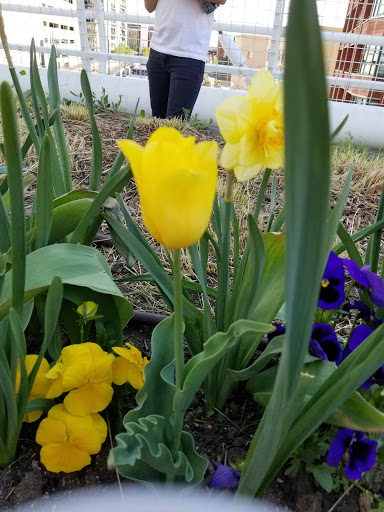 Park «Confluence Park», reviews and photos, 2250 15th St, Denver, CO 80202, USA