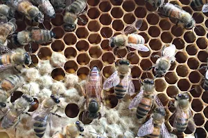 Giant B Bee Farm Tour Melaka 马六甲蜜蜂园旅游区 image