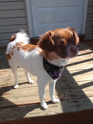 Pet Supply Store «Pet Supplies Plus», reviews and photos, 1213 Mentor Ave, Painesville, OH 44077, USA