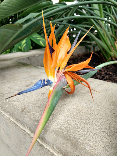 Park «Garfield Park Conservatory», reviews and photos, 300 N Central Park Ave, Chicago, IL 60624, USA