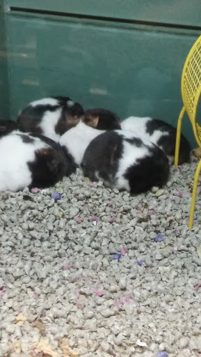 Pet Supply Store «Pet Valu», reviews and photos, 7750 Brandt Pike, Huber Heights, OH 45424, USA