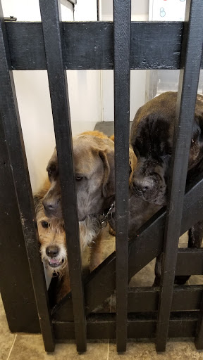 Pet Groomer «Belly scRubs Self Service Pet Wash», reviews and photos, 119 WV-34 #1, Hurricane, WV 25526, USA