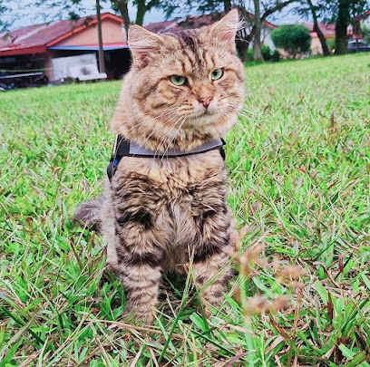 Siberian Cat Malaysia