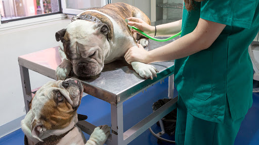 Clínica Veterinaria Santa Elena en Zamora