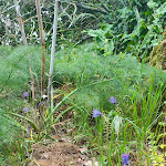 Photo n°6 de l'avis de Enrica.o fait le 06/05/2022 à 14:10 sur le  Isola Polvese Resort à Castiglione del Lago