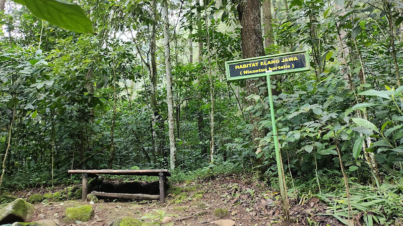 Taman Margasatwa di Kabupaten Kuningan: Menjelajahi Habitat Elang Jawa dan jumlah tempat menarik Lainnya