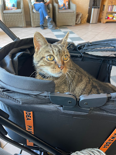 Cat Clinic image