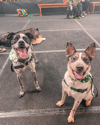 Pet Supply Store «Cycle Dog - Earth Friendly Pet Company», reviews and photos, 2215 NW Quimby St, Portland, OR 97210, USA