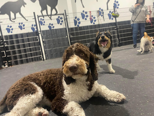 Fetch Canine Daycare, Training and Wellness Centre