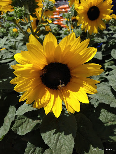 Grocery Store «Grocery Outlet Bargain Market», reviews and photos, 616 Sutton Way, Grass Valley, CA 95945, USA