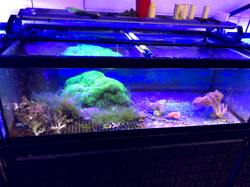 Pet Store «The Pet Zone», reviews and photos, 20 W Oak St, Pittston, PA 18640, USA