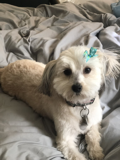 Pet Supply Store «PetSmart», reviews and photos, 865 Colusa Ave, Yuba City, CA 95991, USA