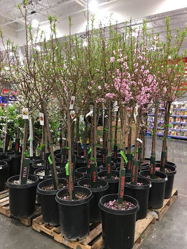 Warehouse store «Costco Wholesale», reviews and photos, 1001 Metro Center Blvd, Foster City, CA 94404, USA