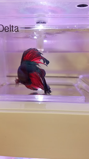 Pet Supply Store «Pet Supermarket», reviews and photos, 11160 Panama City Beach Pkwy #402, Panama City Beach, FL 32407, USA