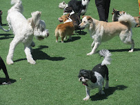 Boulder Falls Pet Resort & Day Spa - Photo 7 - Car repair in Phoenix, AZ, Phoenix