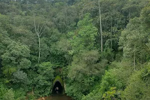 Reserva Biológica do Alto da Serra de Paranapiacaba image