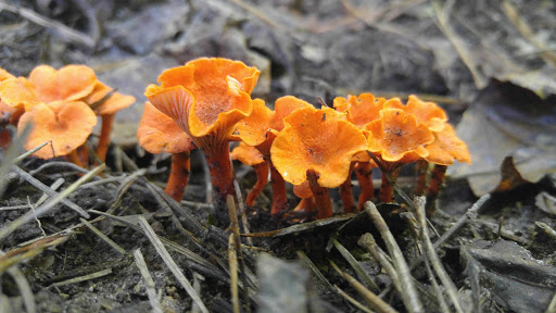 Park «Lake Houston Wilderness Park», reviews and photos, 25840 FM 1485, New Caney, TX 77357, USA