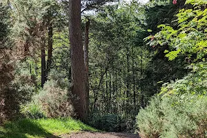 Lionthorn Woods image
