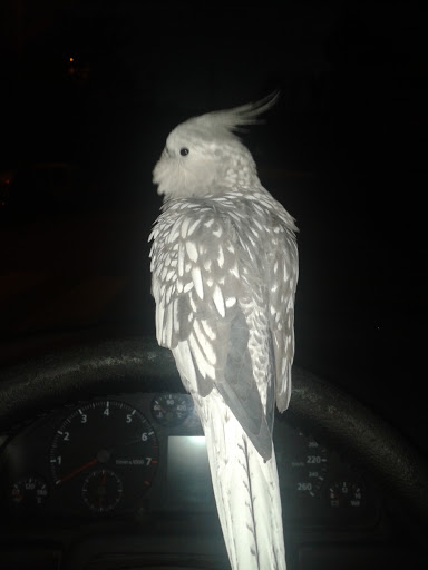 Clínica Veterinaria El Niu en Manresa