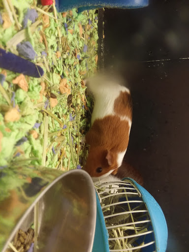 Pet Supply Store «PetSmart», reviews and photos, 3 McKenna Rd, Arden, NC 28704, USA