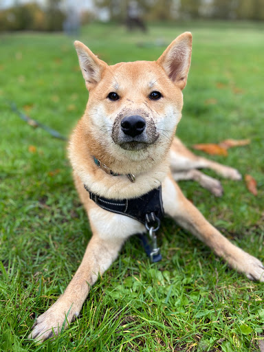 Paws Up ! Éducateur comportementaliste canin