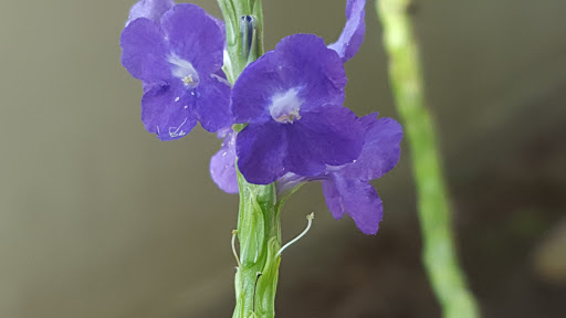 Country Club «Rancho Viejo Resort & Country Club», reviews and photos, 1 Rancho Viejo Dr, Rancho Viejo, TX 78575, USA