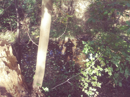 Public Golf Course «Calvert Road Park Disc Golf», reviews and photos, Campus Drive, College Park, MD 20740, USA