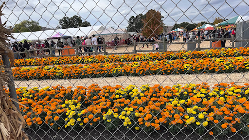 Pumpkin Patch «Spina Farms», reviews and photos, Santa Teresa Blvd, Morgan Hill, CA 95037, USA