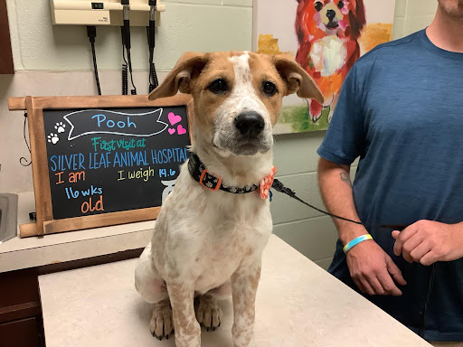 Silver Leaf Animal Hospital image