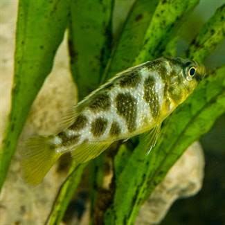 Tropical Fish Store «Fishy Business», reviews and photos, 911 E Church St, Lexington, TN 38351, USA