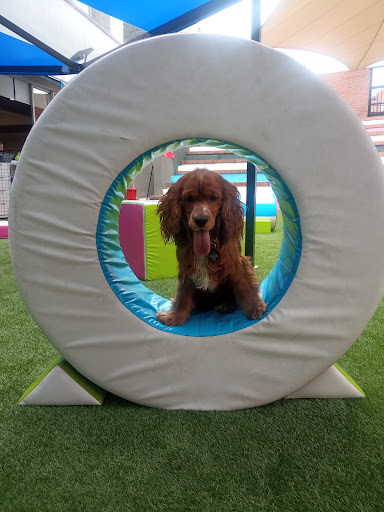 Adiestramiento para perros | Colegio canino | Escuela Canina Colombiana