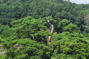 화양리소나무 image