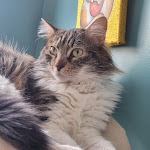 Photo n°3 de l'avis de Vania.G fait le 23/03/2024 à 11:51 sur le  Crazy Cat Café à Milan