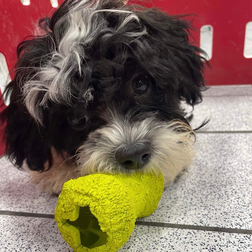 Pet Store «The Family Puppy of Oakland Mall», reviews and photos, 528 W 14 Mile Rd, Troy, MI 48083, USA