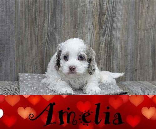 Pet Store «Pet Express», reviews and photos, 250 Granite St, Braintree, MA 02184, USA