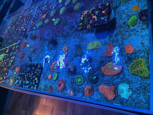 Pet Store «Sea King Aquariums», reviews and photos, 12005 NE 12th St #29, Bellevue, WA 98005, USA