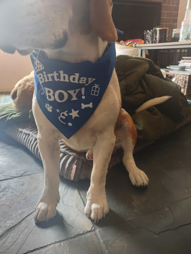 Pet Groomer «Woof Gang Bakery & Grooming Las Vegas», reviews and photos, 7080 N Durango Dr #140, Las Vegas, NV 89149, USA