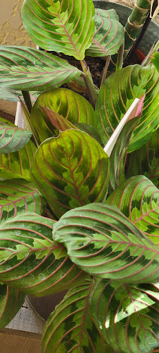 Florist «Sherwood Florist & Gift Shoppe», reviews and photos, 10239 Fair Oaks Blvd #A, Fair Oaks, CA 95628, USA