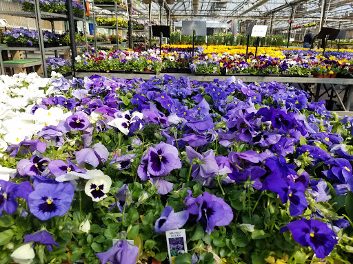 Garden Center «Dees Nursery & Florist», reviews and photos, 69 Atlantic Ave, Oceanside, NY 11572, USA