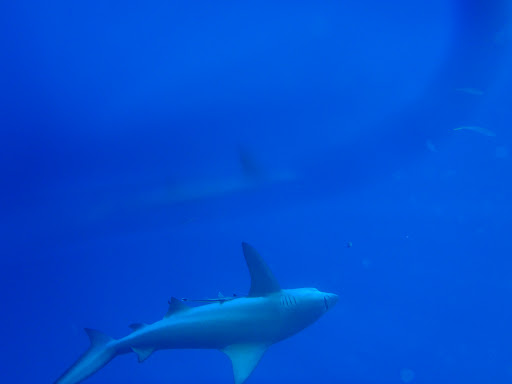 Fishing Charter «Bent Charters Offshore Fishing», reviews and photos, 503 150th Ave, Madeira Beach, FL 33708, USA