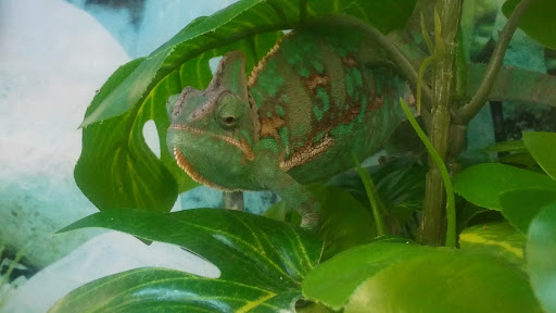 Pet Supply Store «Petco Animal Supplies», reviews and photos, 1753 St Lucie W Blvd, Port St Lucie, FL 34986, USA