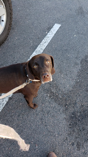 Pet Supply Store «Petco Animal Supplies», reviews and photos, 3705 E Colfax Ave #102, Denver, CO 80206, USA