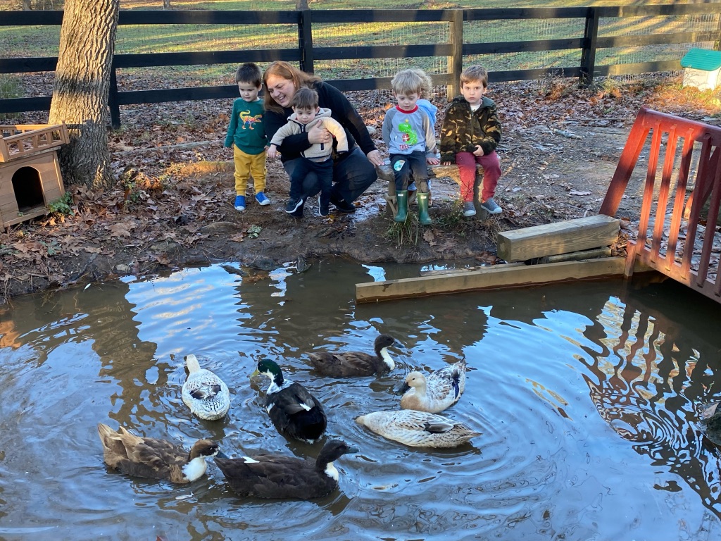 Misty Meadow Duck Refuge