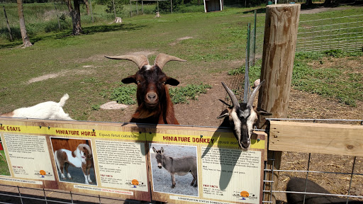 Zoo «Trowbridge Creek Zoo», reviews and photos, 50622 Co Rd 17, Vergas, MN 56587, USA