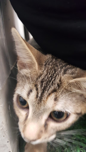 Pet Supply Store «Petco Animal Supplies», reviews and photos, 1014 Shoppes At Midway Dr, Knightdale, NC 27545, USA