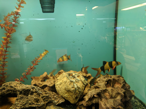 Pet Store «Forest Lake Pets», reviews and photos, 120 Lake St N, Forest Lake, MN 55025, USA